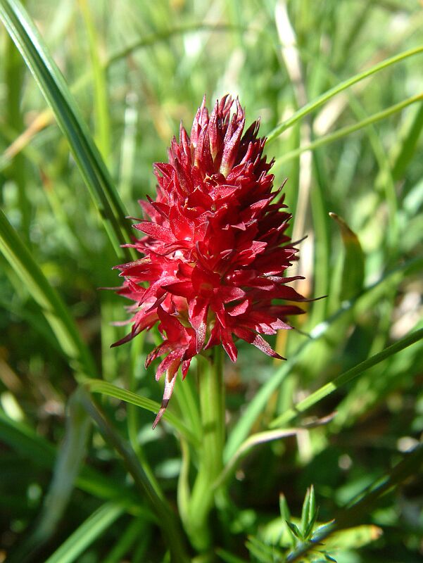 Nigritella rubra, N. nigra e Orchis tridentata